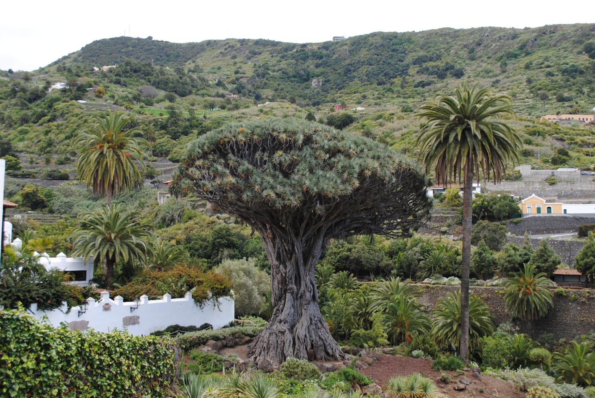 Finca Los Loros Icod De Los Vinos By Hrtenerife Net Santa-Cruz de Ténérife Extérieur photo